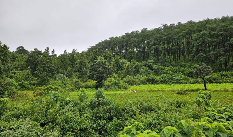 Forest Adjacent Land